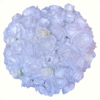Flower Ball 16"D Super Quality Silk Roses & Hydrangeas in Cream White